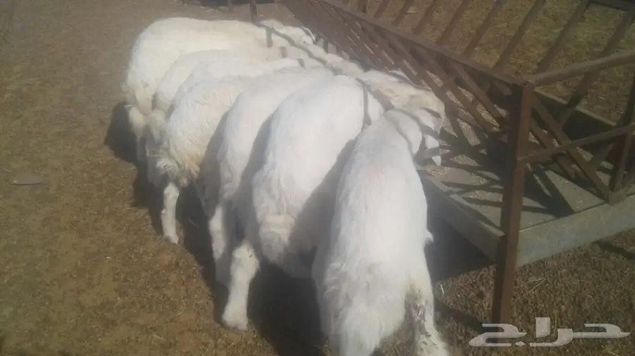 طليان ورخال  (image 3)