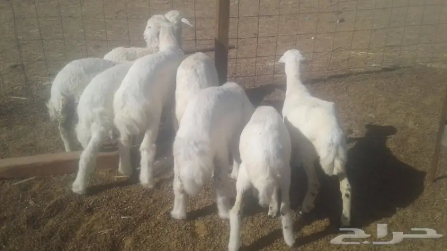 طليان ورخال  (image 4)