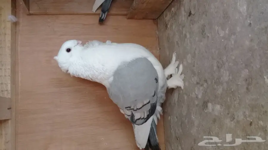 حمام حب رمان (اقبل البدل)حمام زينه فقط (image 2)