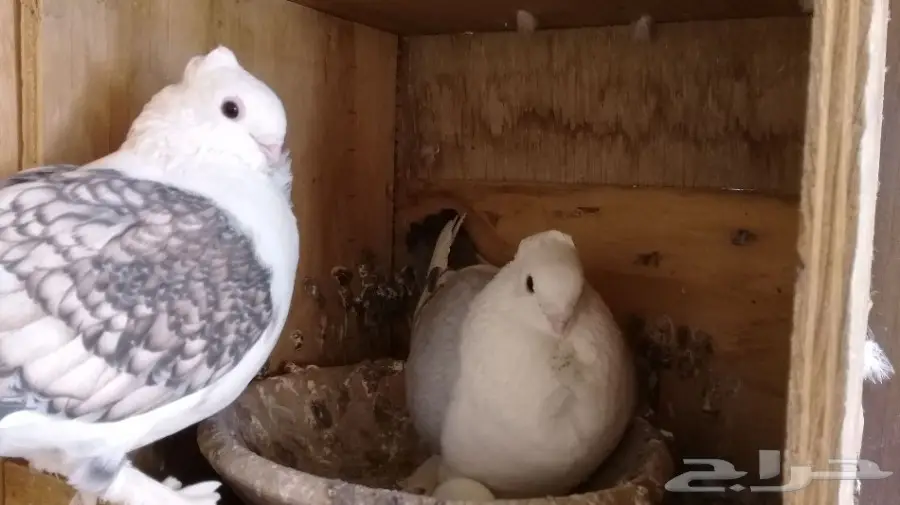 حمام حب رمان (اقبل البدل)حمام زينه فقط (image 3)