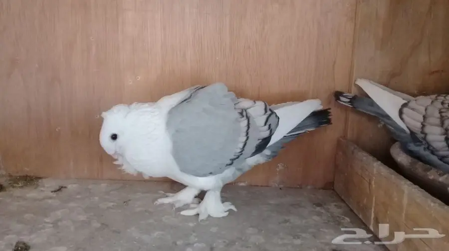 حمام حب رمان (اقبل البدل)حمام زينه فقط (image 4)