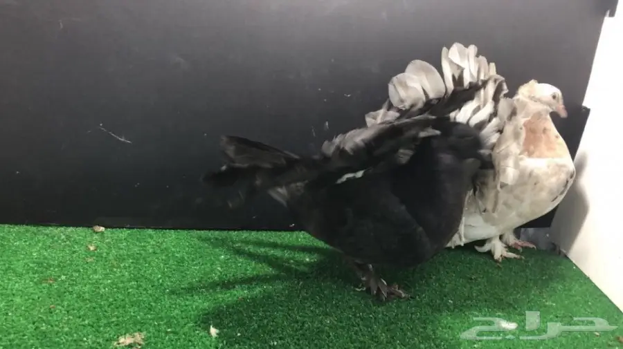 طبة شماسي امريكي للبيع (image 1)