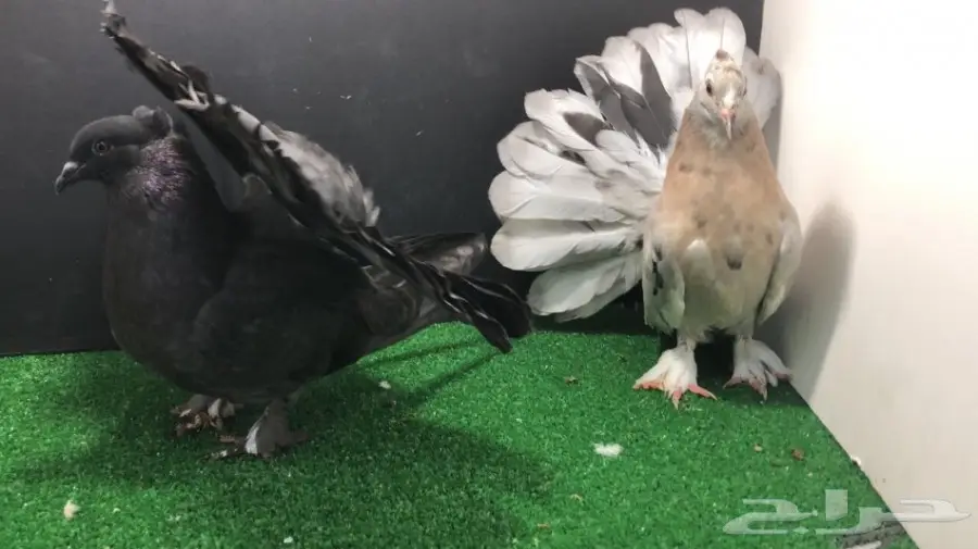 طبة شماسي امريكي للبيع (image 2)