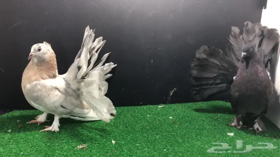 طبة شماسي امريكي للبيع (image 3)