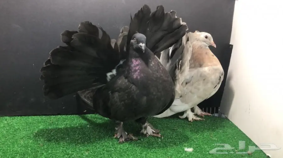 طبة شماسي امريكي للبيع (image 4)