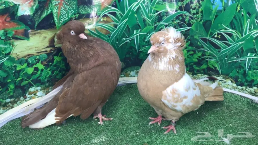 جوز دمستك (image 1)