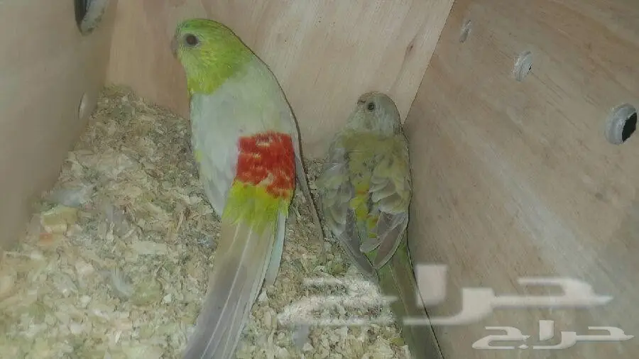 فرخ براكيت يقبل الغر 