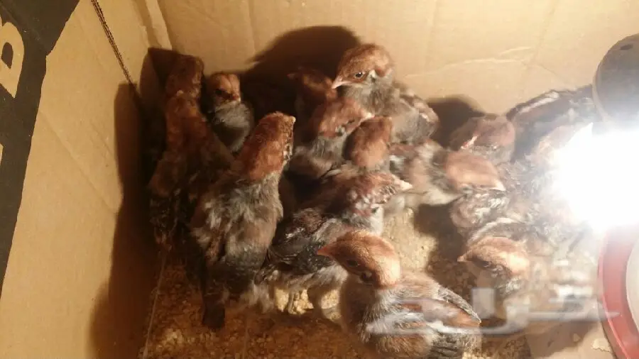 بيض فيومي أصيل - كالوري عالي ومغذي (image 1)