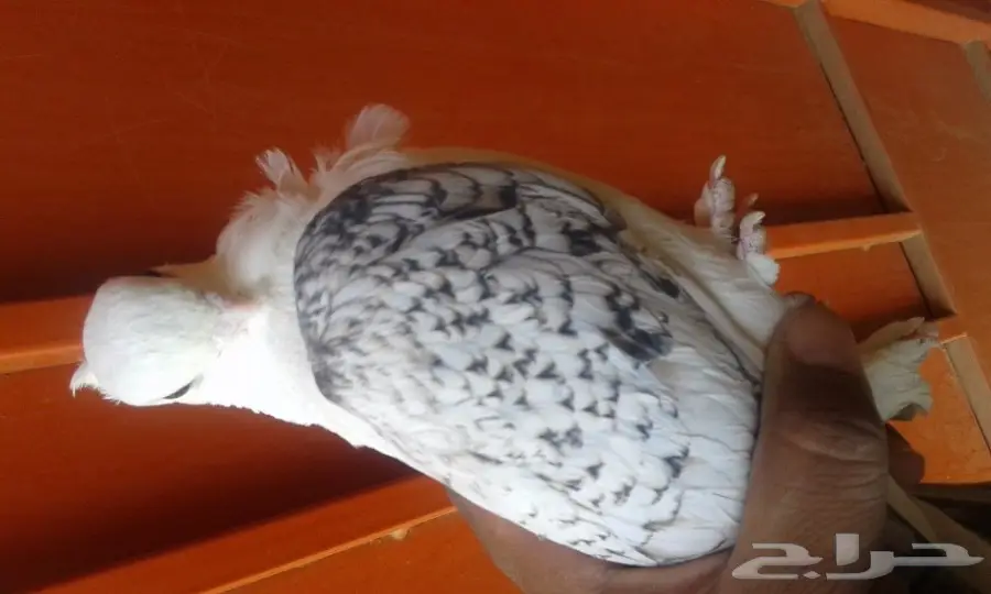 انثى حب رمان صافيه وبار (image 1)