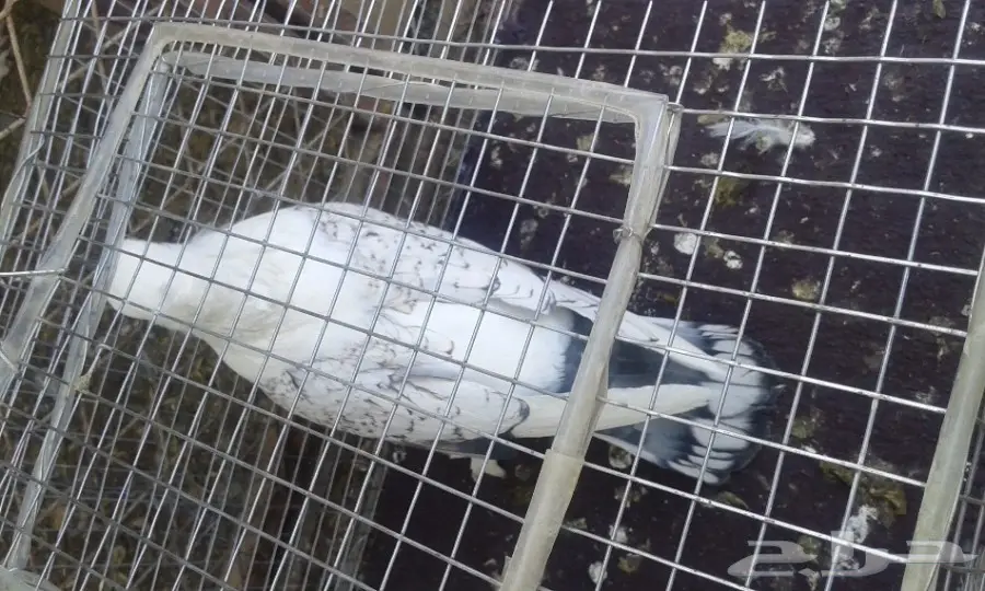 انثى حب رمان صافيه وبار (image 2)