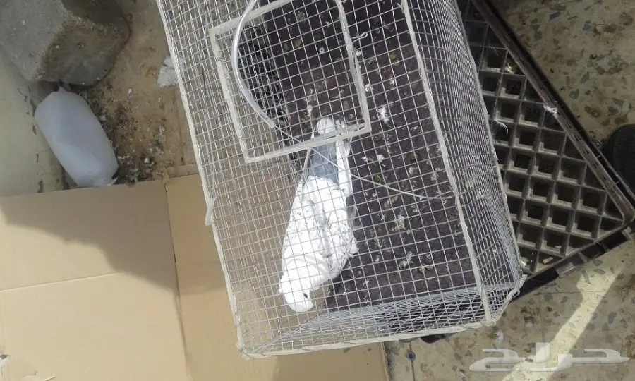 انثى حب رمان صافيه وبار (image 3)