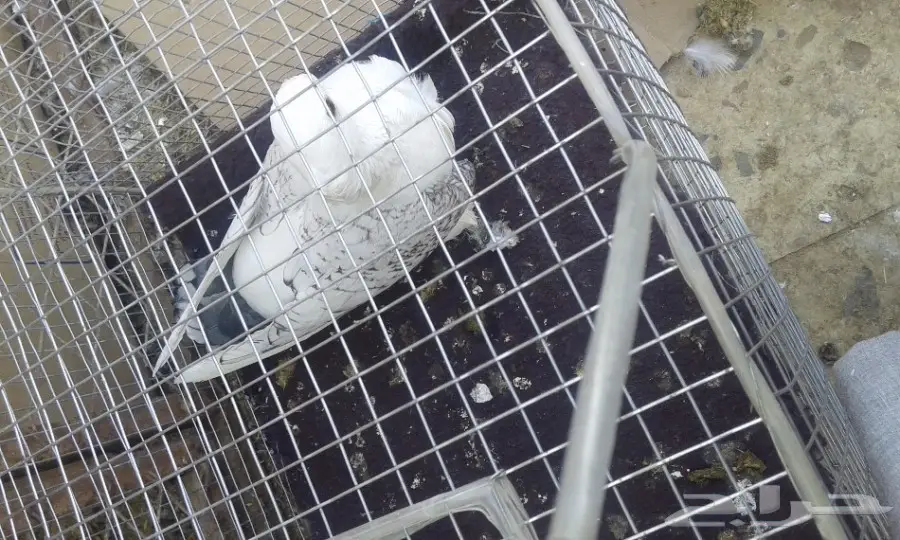 انثى حب رمان صافيه وبار (image 4)