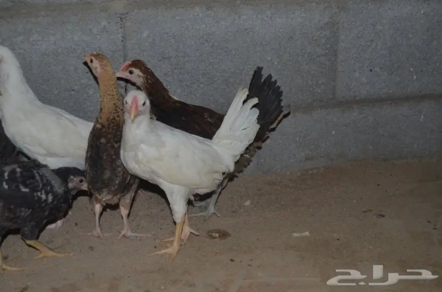 صوص دجاج (image 3)