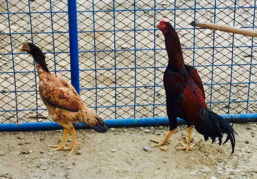 زوج دجاج بلجيكي بيور (image 4)