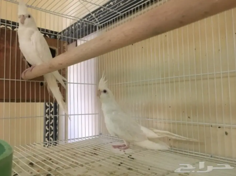 تصفيه اجواز كروانات منتجه والبيع جمله (image 4)