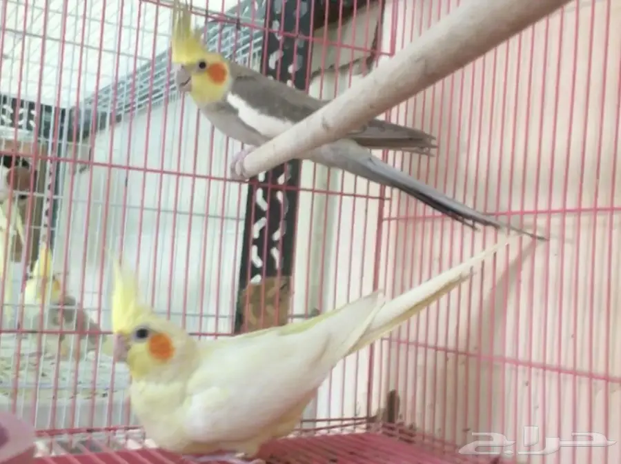 تصفيه اجواز كروانات منتجه والبيع جمله (image 5)