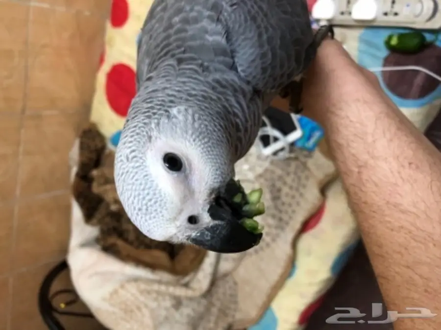 كاسكو غر للبيع 