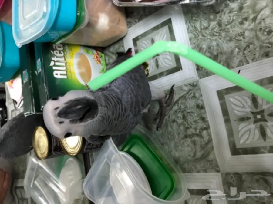 كاسكو غر للبيع  (image 1)