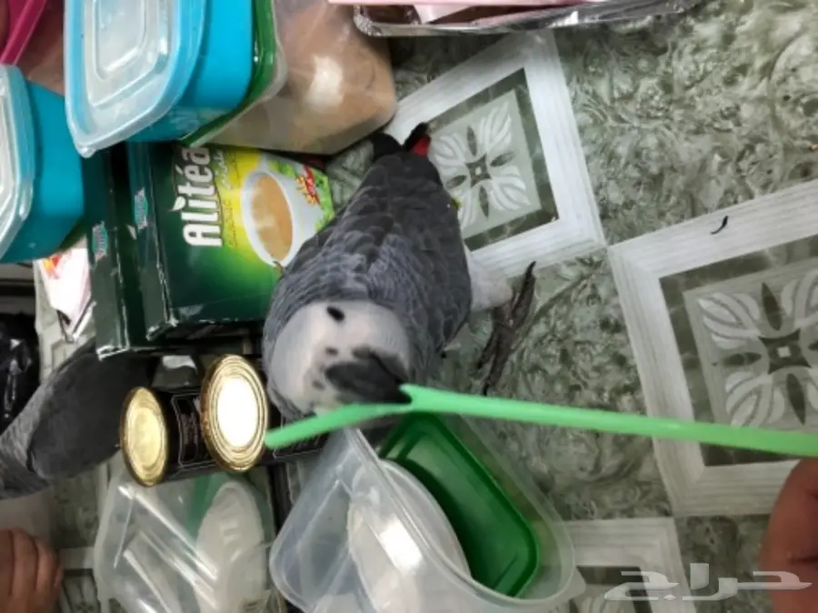 كاسكو غر للبيع  (image 2)