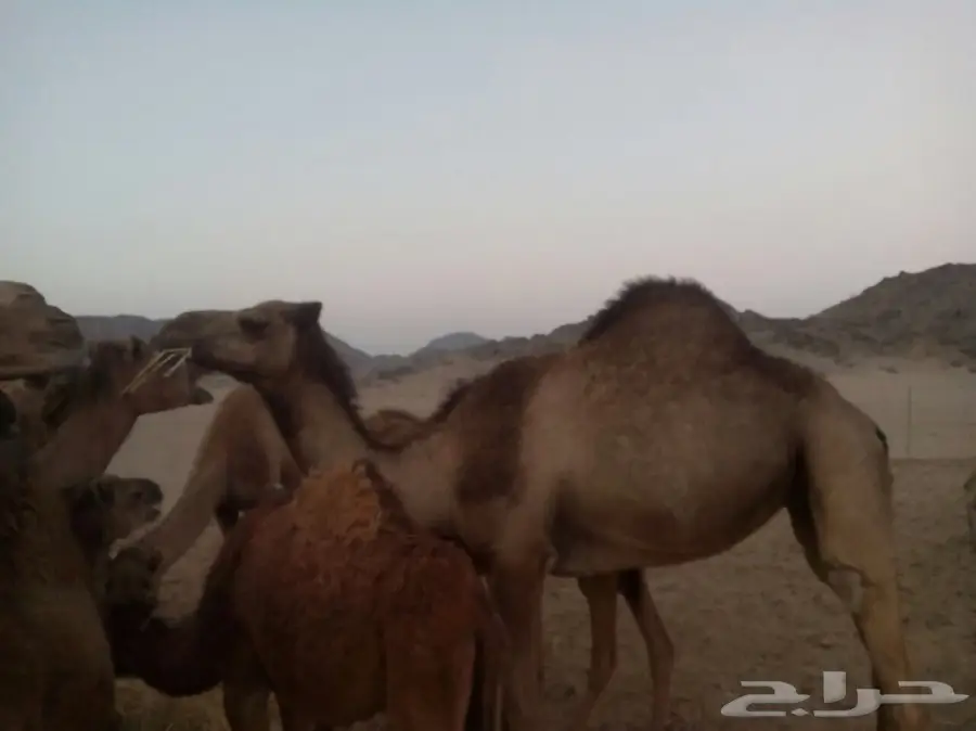 قعدان للبيع (image 9)