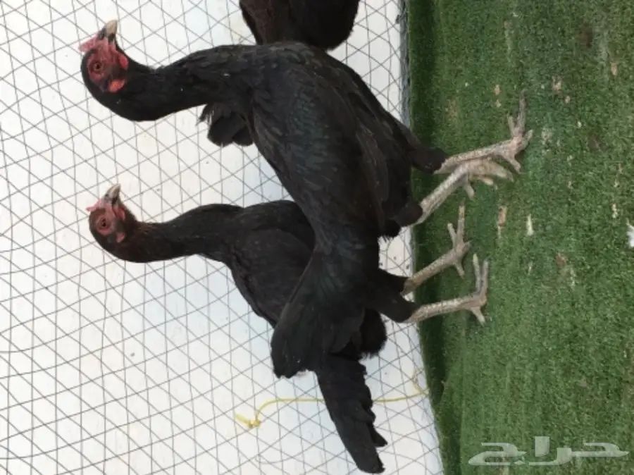 دجاجباكستاني اسود 