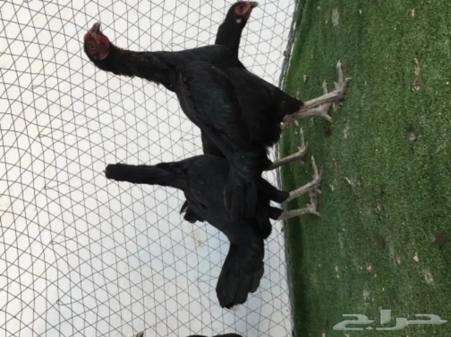 دجاجباكستاني اسود  (image 1)