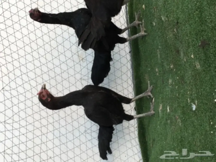 دجاجباكستاني اسود  (image 2)