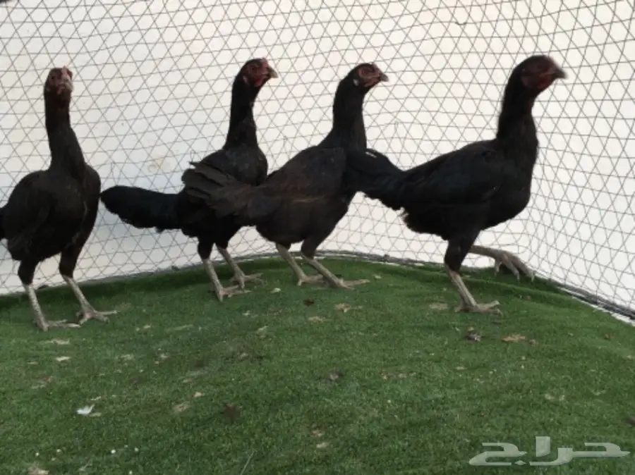 دجاجباكستاني اسود  (image 3)