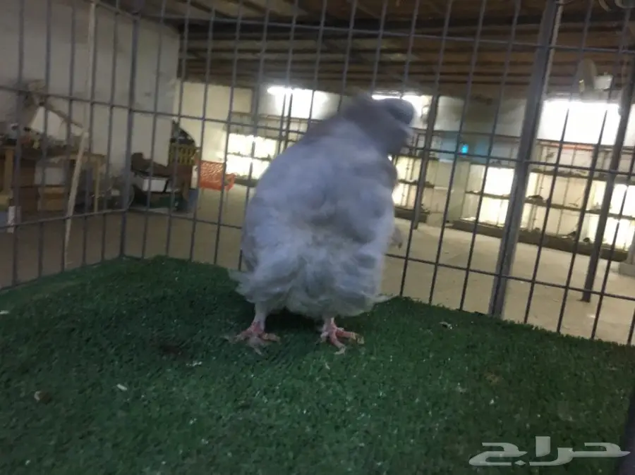 بيع بقرة أستندر سورية - جدة