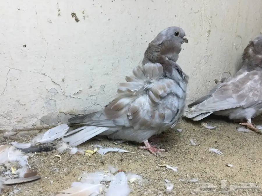 بيع بقرة أستندر سورية - جدة (image 1)