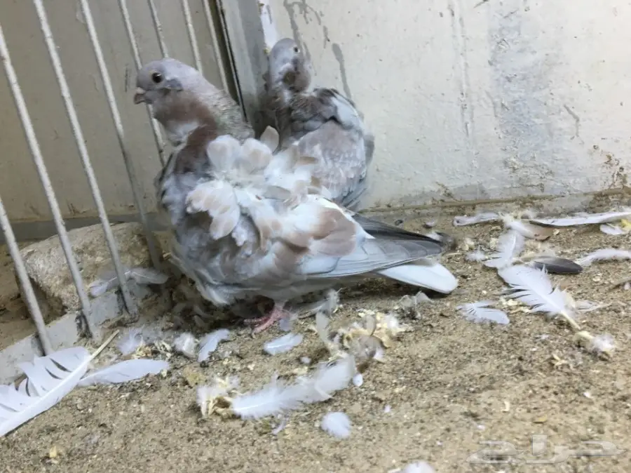 بيع بقرة أستندر سورية - جدة (image 2)