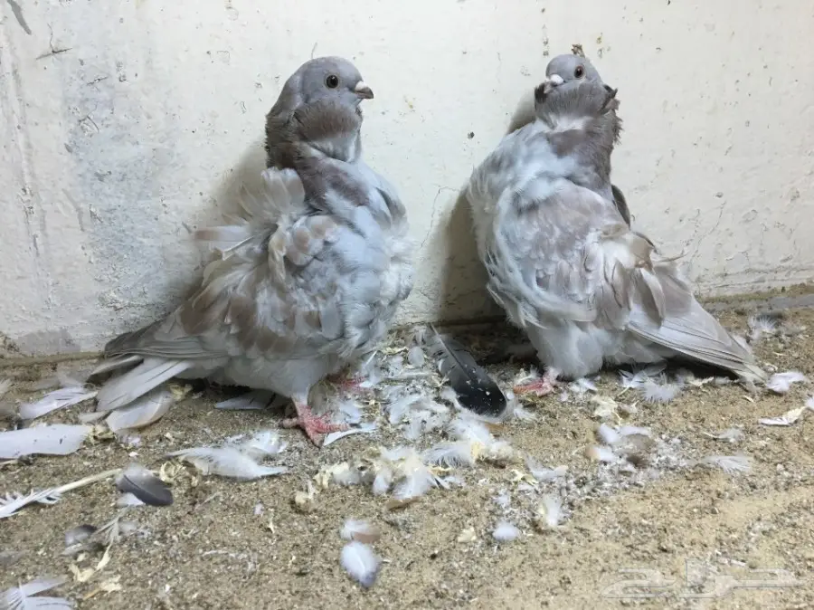 بيع بقرة أستندر سورية - جدة (image 3)