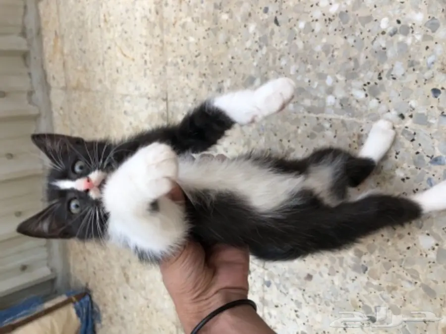 قطط شيرازية في الجبيل