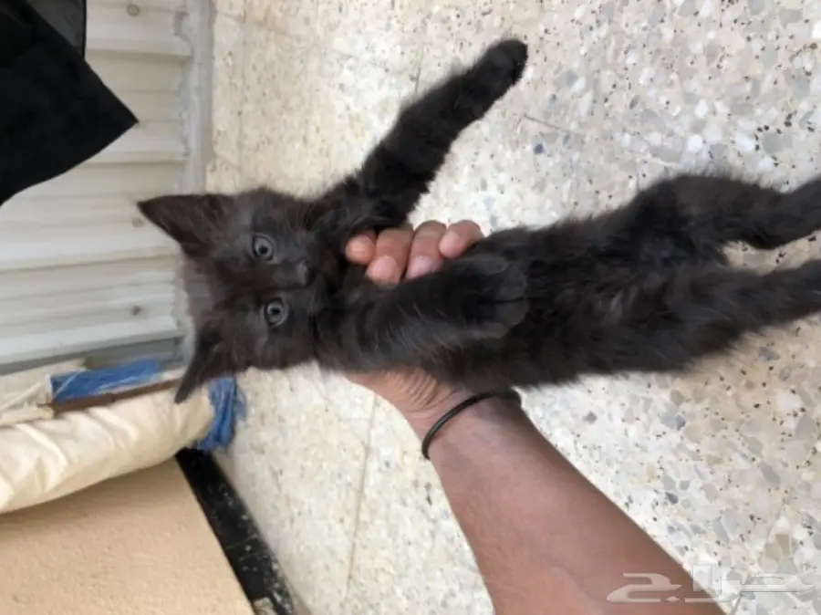 قطط شيرازية في الجبيل (image 1)