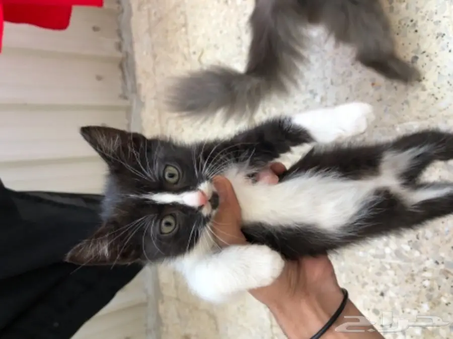 قطط شيرازية في الجبيل (image 2)