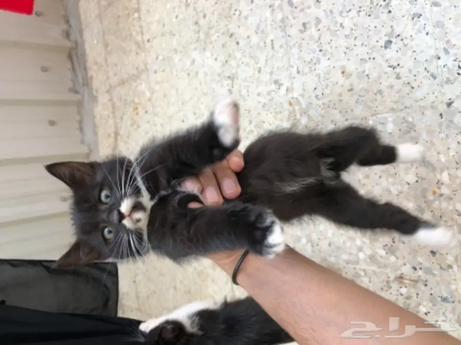 قطط شيرازية في الجبيل (image 3)