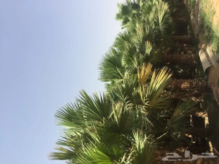 نخيل واشنطن 