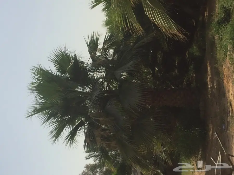 نخيل واشنطن  (image 1)