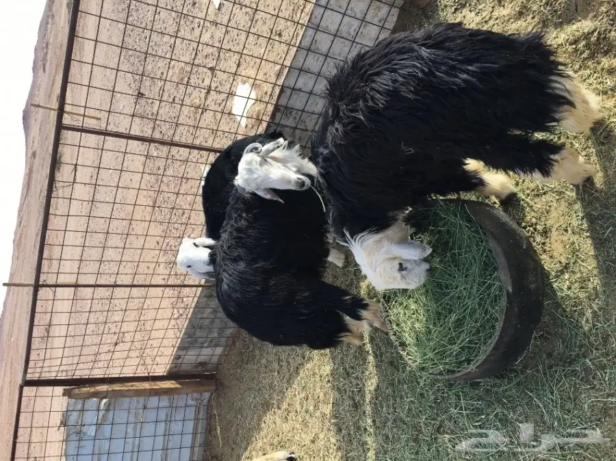 خرفان نجد للبيع