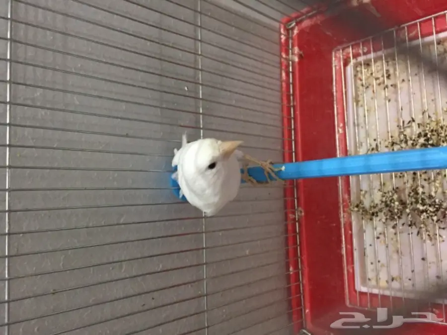 للبيع ذكر كناري ابيض الحد 250 ريال مع القفص