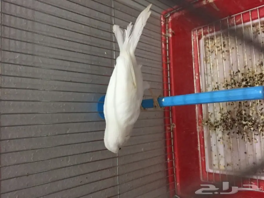 للبيع ذكر كناري ابيض الحد 250 ريال مع القفص (image 1)