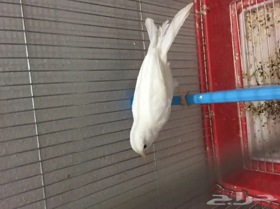 للبيع ذكر كناري ابيض الحد 250 ريال مع القفص (image 2)