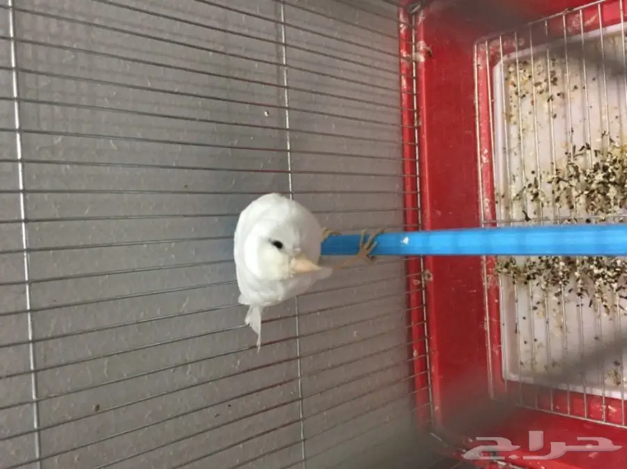 للبيع ذكر كناري ابيض الحد 250 ريال مع القفص (image 3)