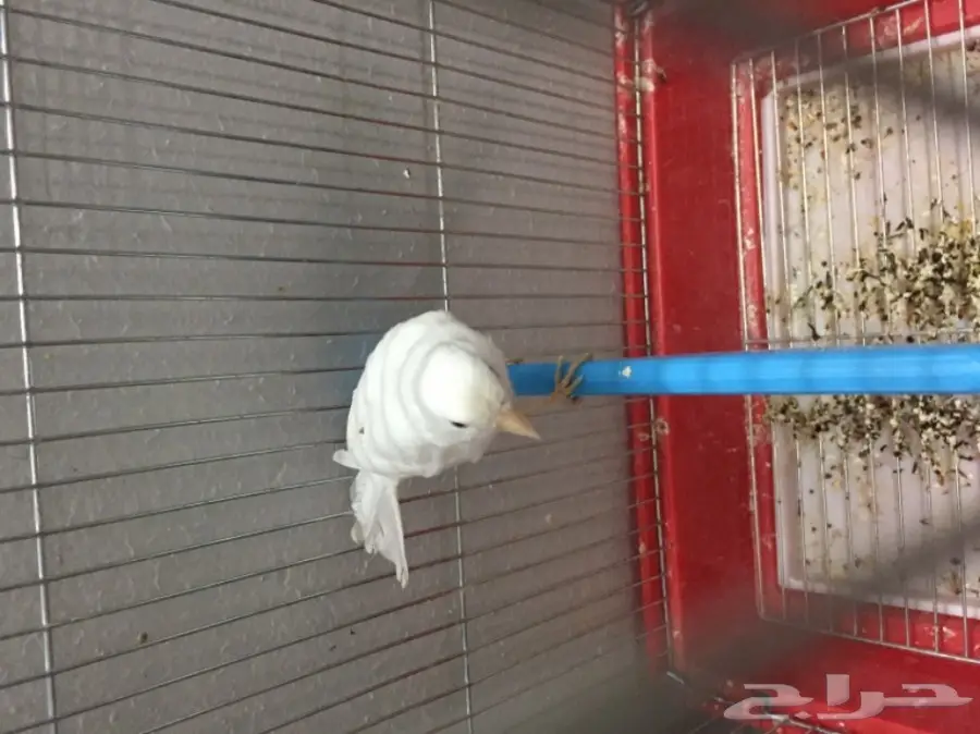 للبيع ذكر كناري ابيض الحد 250 ريال مع القفص (image 4)