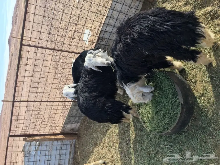 خرفان نجد للبيع (image 1)