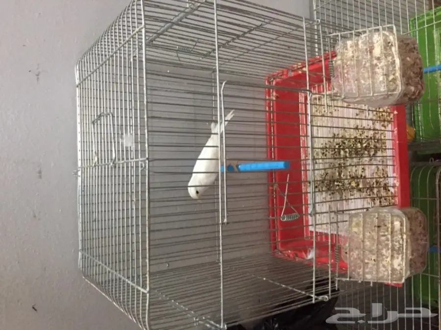 للبيع ذكر كناري ابيض الحد 250 ريال مع القفص (image 5)