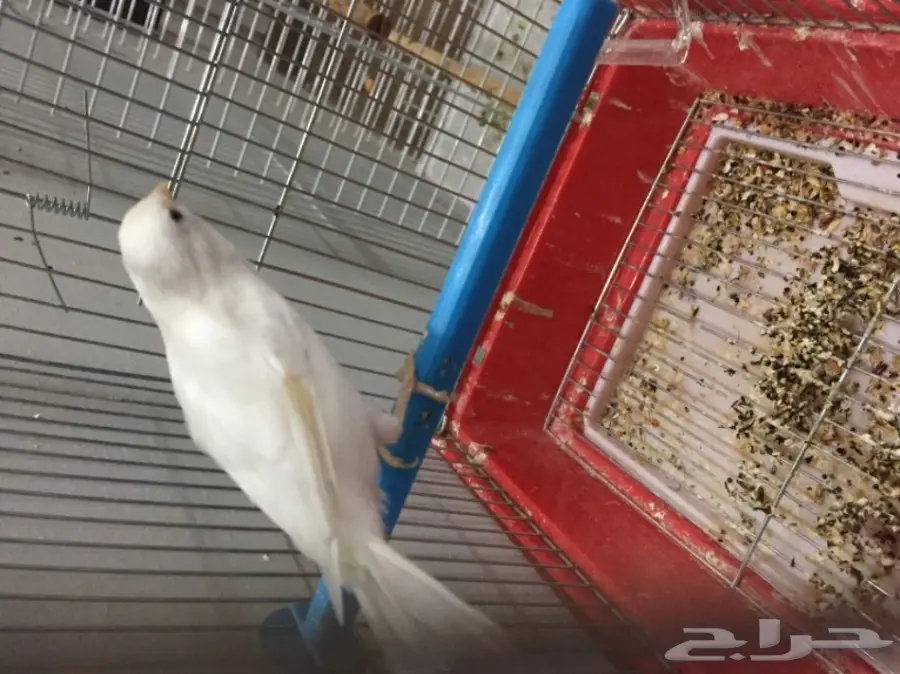 للبيع ذكر كناري ابيض الحد 250 ريال مع القفص (image 6)