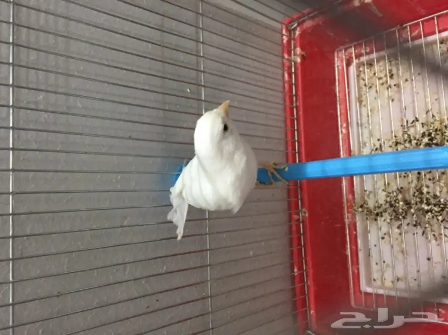 للبيع ذكر كناري ابيض الحد 250 ريال مع القفص (image 7)