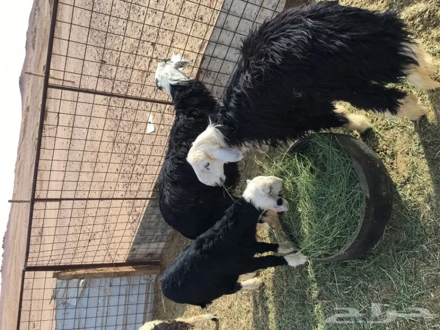 خرفان نجد للبيع (image 2)