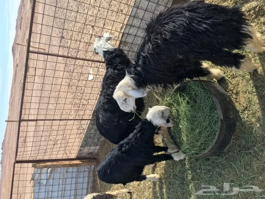 خرفان نجد للبيع (image 3)